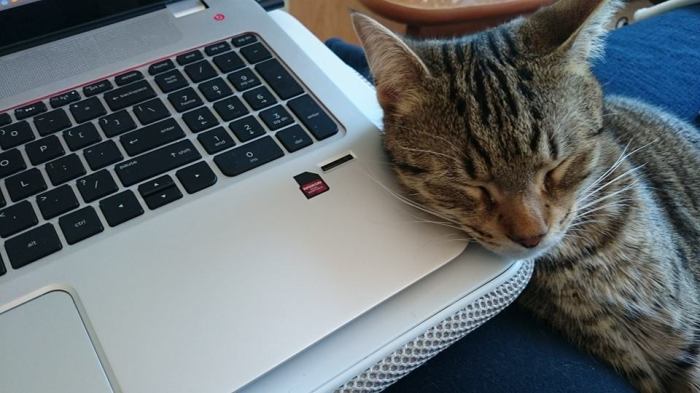 My kitten who is 10 months old helping me work on the weekend.